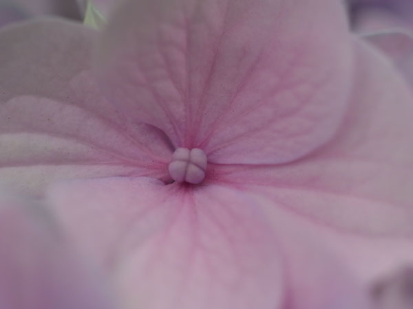 f:id:elmikamino:20100719111828j:image f:id:elmikamino:20100719111828j:image