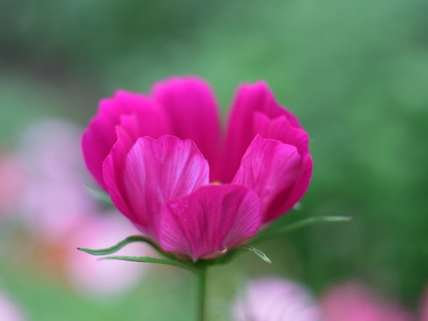 f:id:elmikamino:20100719111830j:image f:id:elmikamino:20100719111830j:image