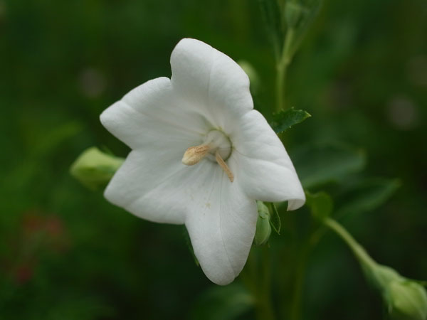 f:id:elmikamino:20100719111832j:image f:id:elmikamino:20100719111832j:image