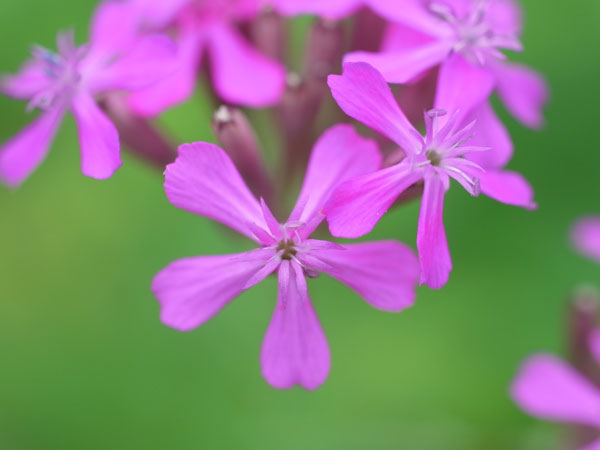 f:id:elmikamino:20100719111834j:image f:id:elmikamino:20100719111834j:image