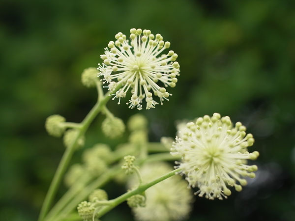 f:id:elmikamino:20100723103123j:image