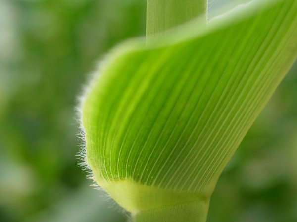 f:id:elmikamino:20100723103124j:image