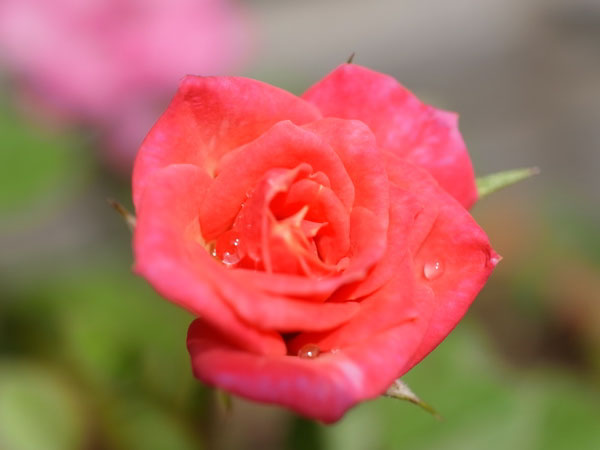 f:id:elmikamino:20100723103125j:image