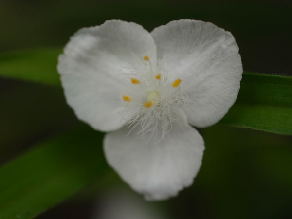 f:id:elmikamino:20100723103128j:image