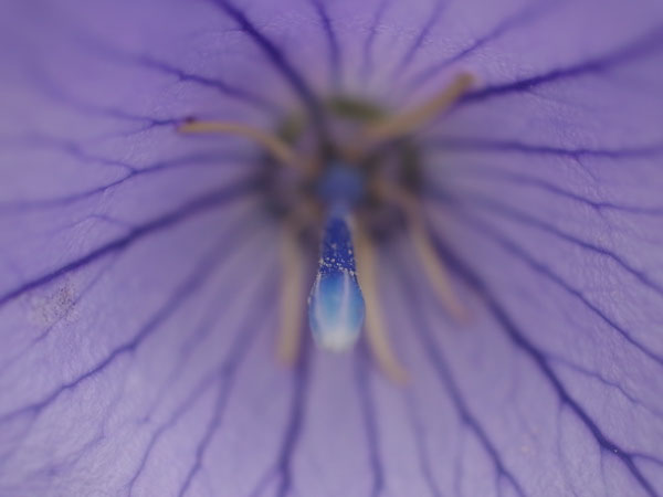 f:id:elmikamino:20100723103130j:image