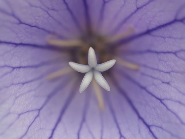 f:id:elmikamino:20100723103131j:image