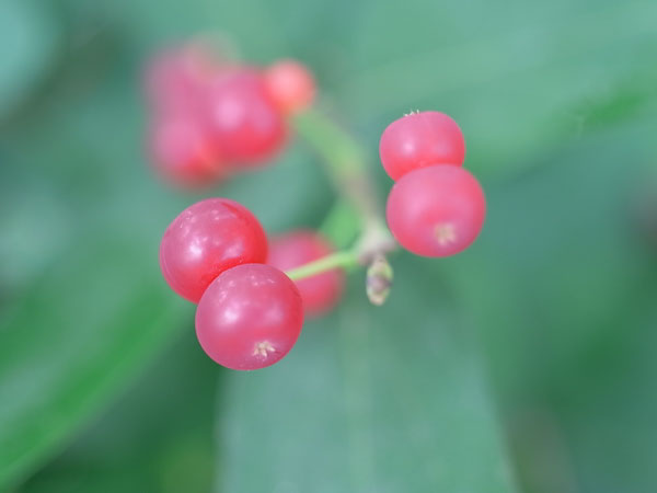 f:id:elmikamino:20100723103133j:image