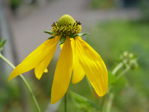f:id:elmikamino:20100723103135j:image