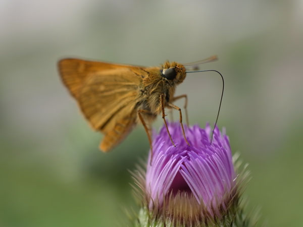 f:id:elmikamino:20100723103136j:image