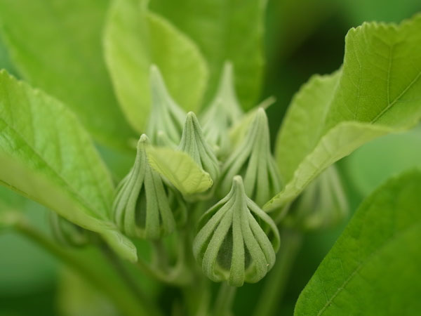 f:id:elmikamino:20100723103137j:image