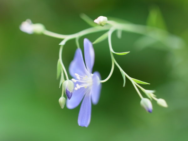 f:id:elmikamino:20100723103138j:image