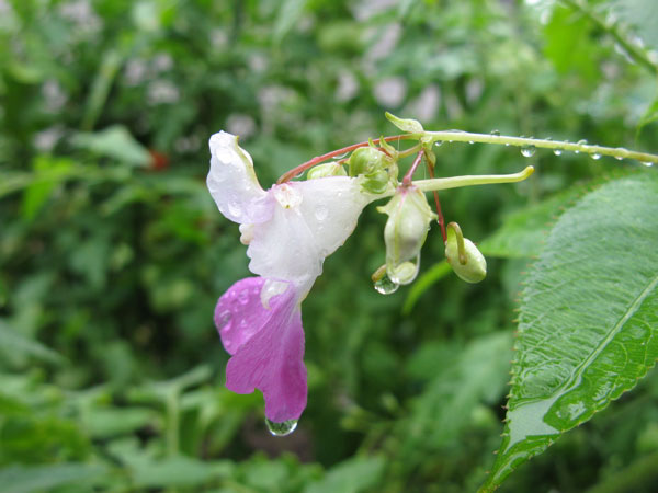 f:id:elmikamino:20100724102451j:image