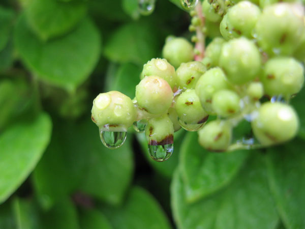 f:id:elmikamino:20100724102452j:image