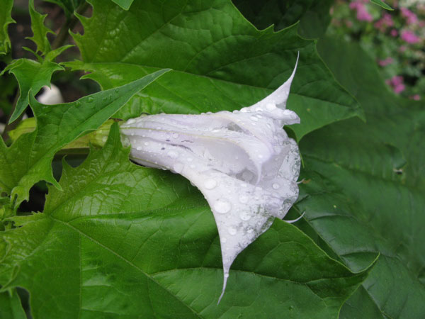 f:id:elmikamino:20100724102453j:image