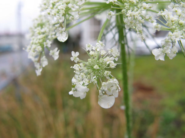 f:id:elmikamino:20100724102455j:image