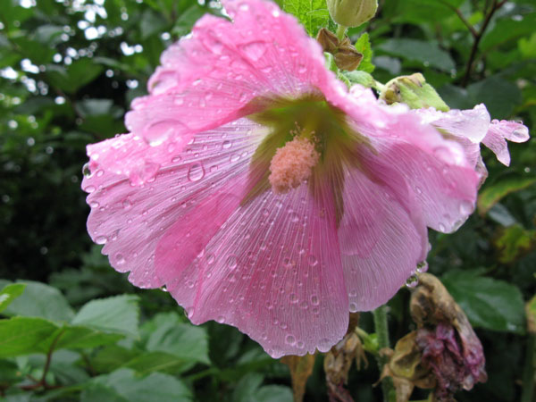 f:id:elmikamino:20100724102457j:image