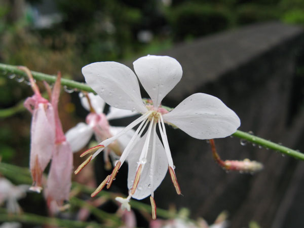 f:id:elmikamino:20100724102459j:image