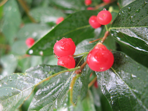 f:id:elmikamino:20100724102500j:image