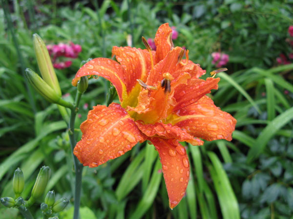 f:id:elmikamino:20100724102504j:image