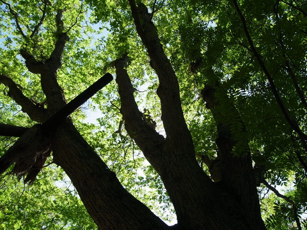 f:id:elmikamino:20100725221237j:image f:id:elmikamino:20100725221237j:image
