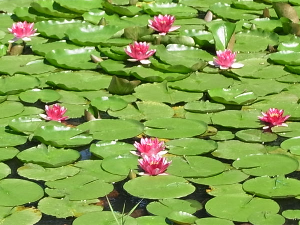 f:id:elmikamino:20100725221243j:image f:id:elmikamino:20100725221243j:image