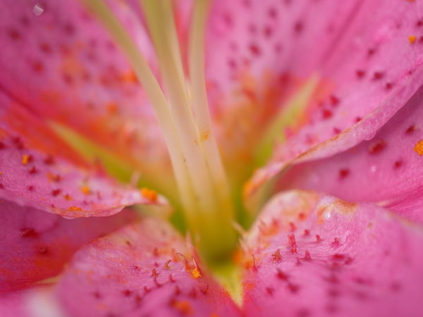 f:id:elmikamino:20100728105935j:image f:id:elmikamino:20100728105935j:image