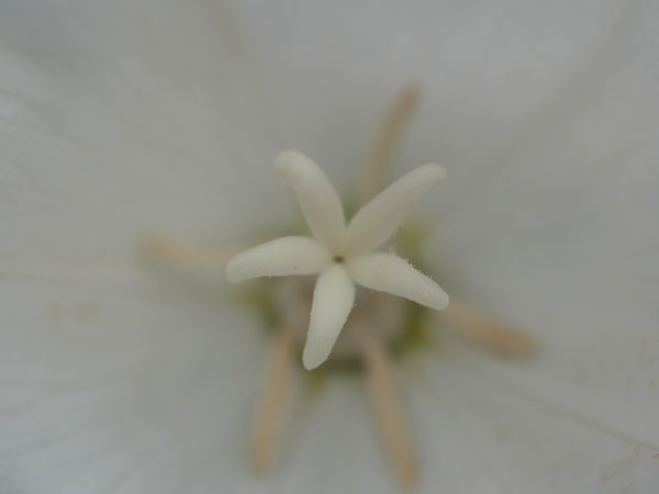 f:id:elmikamino:20100728105936j:image f:id:elmikamino:20100728105936j:image