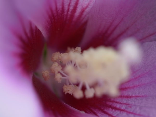 f:id:elmikamino:20100728105938j:image f:id:elmikamino:20100728105938j:image