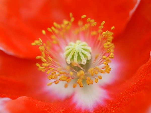 f:id:elmikamino:20100728105940j:image f:id:elmikamino:20100728105940j:image