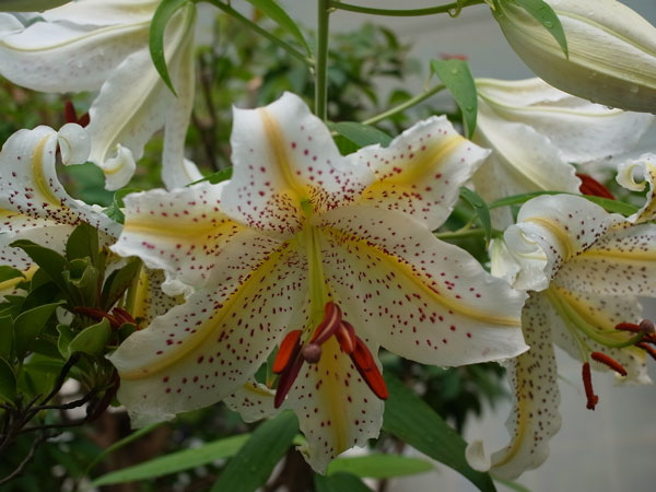 f:id:elmikamino:20100728105944j:image f:id:elmikamino:20100728105944j:image