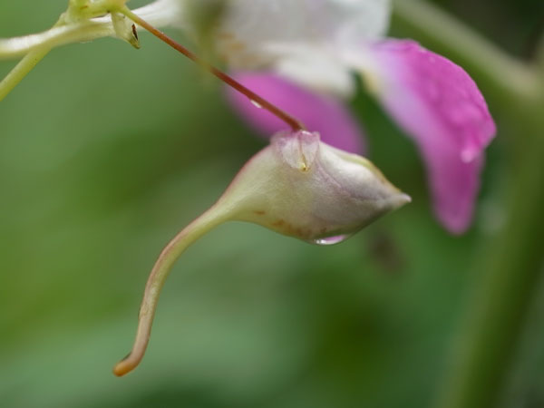 f:id:elmikamino:20100728105945j:image f:id:elmikamino:20100728105945j:image