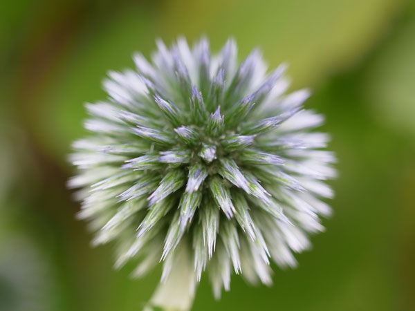 f:id:elmikamino:20100728105947j:image f:id:elmikamino:20100728105947j:image