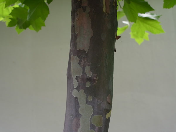 f:id:elmikamino:20100728105949j:image f:id:elmikamino:20100728105949j:image