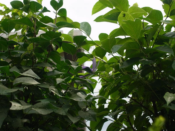 f:id:elmikamino:20100728105952j:image f:id:elmikamino:20100728105952j:image