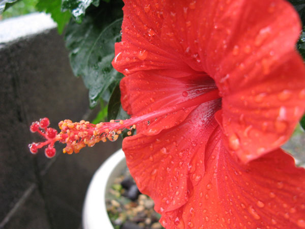 f:id:elmikamino:20100729122606j:image