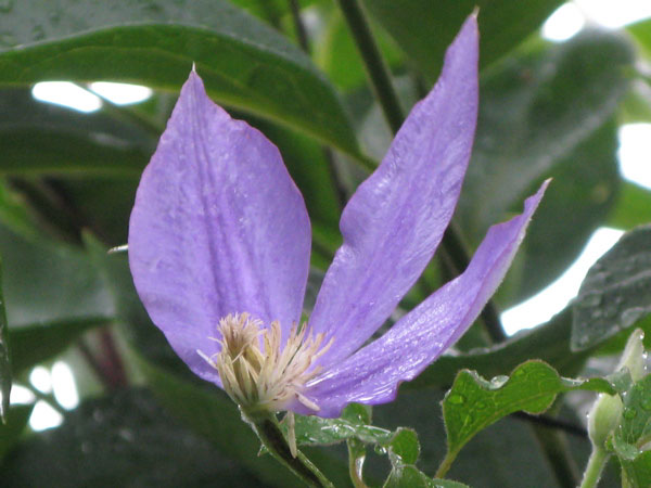 f:id:elmikamino:20100729122611j:image