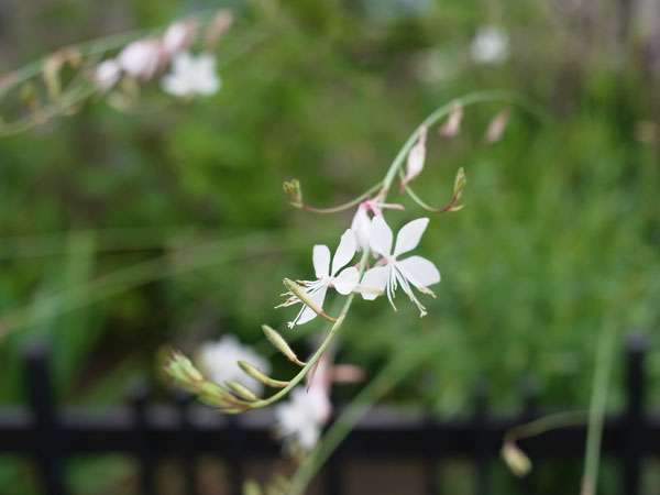 f:id:elmikamino:20100730085841j:image f:id:elmikamino:20100730085841j:image