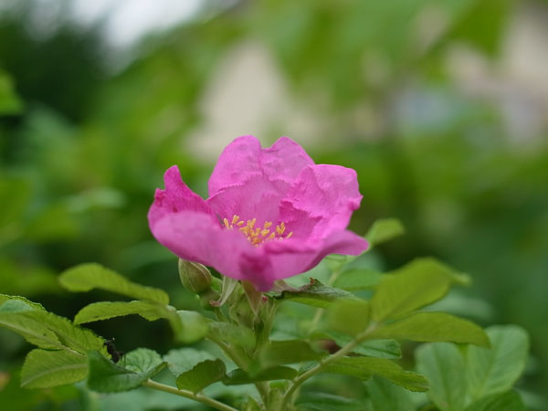f:id:elmikamino:20100730085919j:image f:id:elmikamino:20100730085919j:image