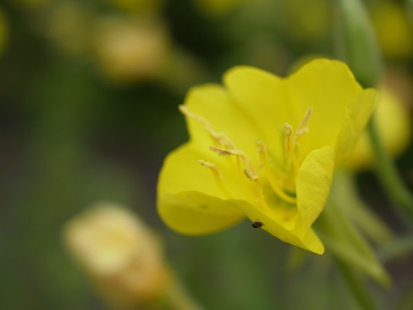 f:id:elmikamino:20100730091905j:image f:id:elmikamino:20100730091905j:image