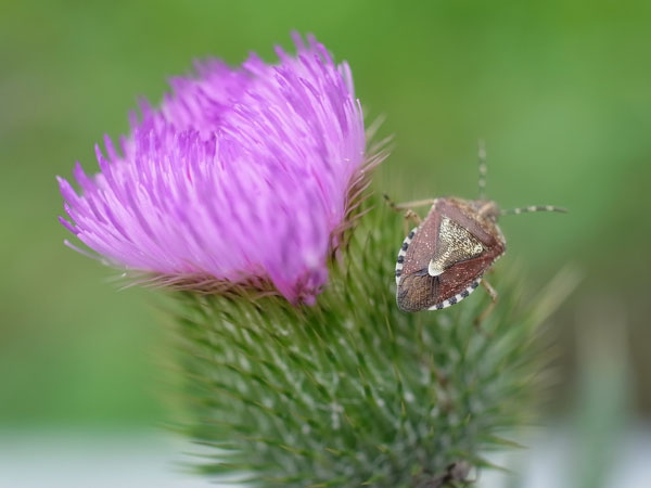 f:id:elmikamino:20100730092301j:image f:id:elmikamino:20100730092301j:image