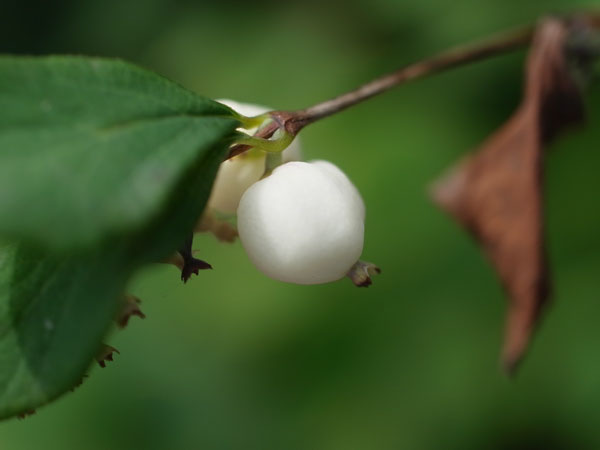 f:id:elmikamino:20100731115847j:image