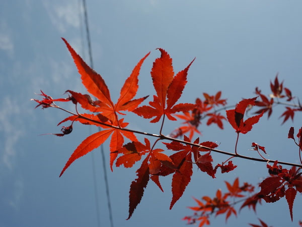 f:id:elmikamino:20100731115851j:image