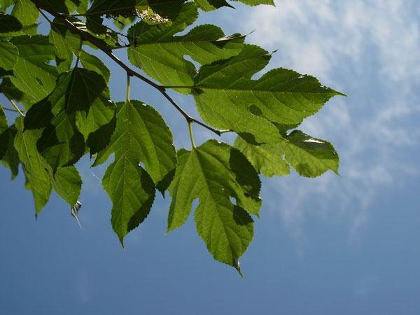 f:id:elmikamino:20100731115852j:image