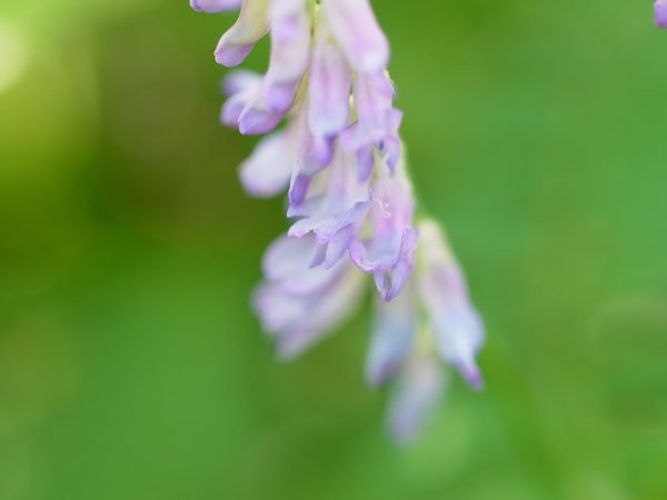 f:id:elmikamino:20100731115858j:image