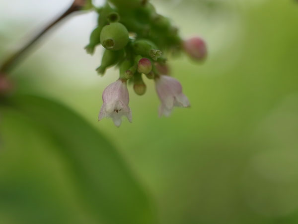 f:id:elmikamino:20100731115859j:image