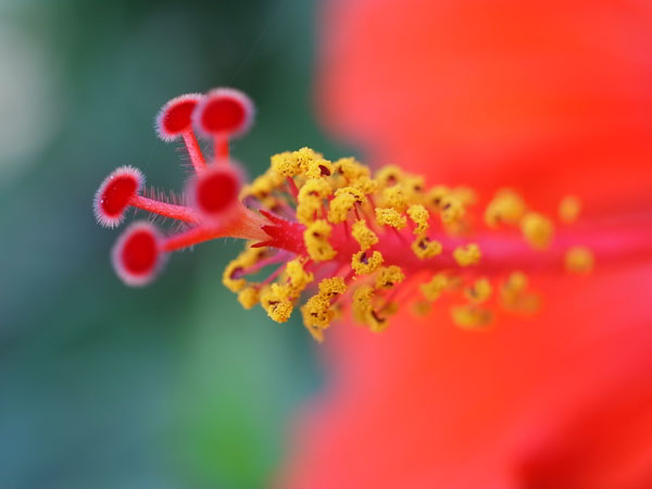 f:id:elmikamino:20100731115900j:image