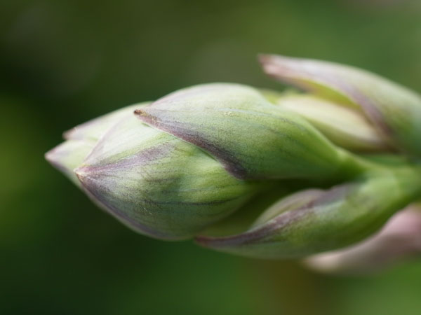 f:id:elmikamino:20100731115901j:image