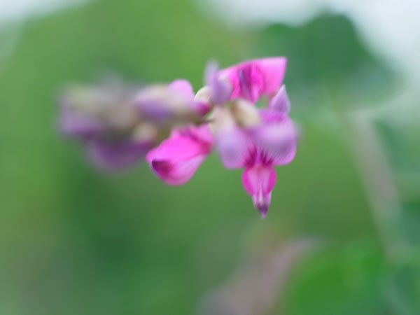 f:id:elmikamino:20100801112815j:image