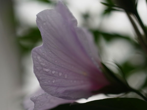 f:id:elmikamino:20100801112821j:image