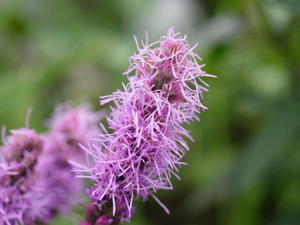 f:id:elmikamino:20100801112823j:image